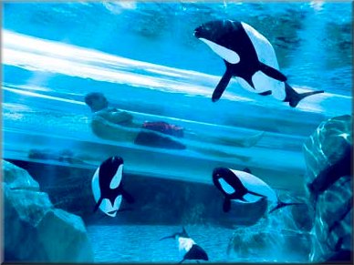 Aquatica - Dolphin Plunge