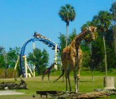 Busch Gardens - Rollercoasters and Safari Park