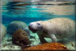Crystal River Divers - Diving with Manatees 