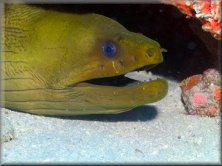 Little Deeper Charters - Moray Eel