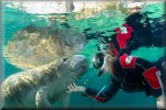 Crystal River - Swimming & Diving with Manatees
