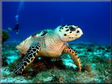 Blue Water Explorers - Diving with Turtles