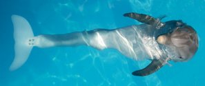 Winter with her new prosthetic tail fitted enabling her to swim correctly