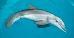 See Winter from the film Dolphin Tale at her home at Clearwater Marine Aquarium