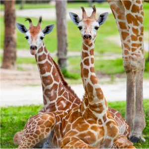 See giraffes and other wonderful animals at Busch Gardens