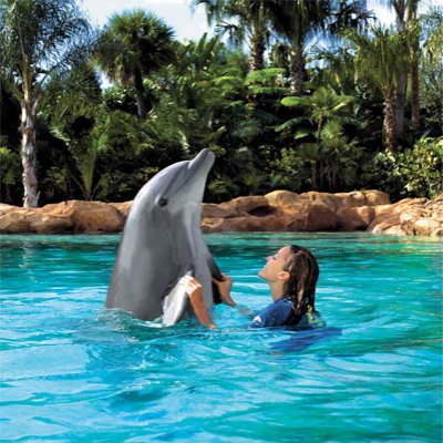 Discovery Cove Orlando Dolphin Interactions