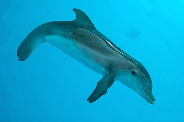 Winter the Dolphin at Clearwater Marine Aquarium