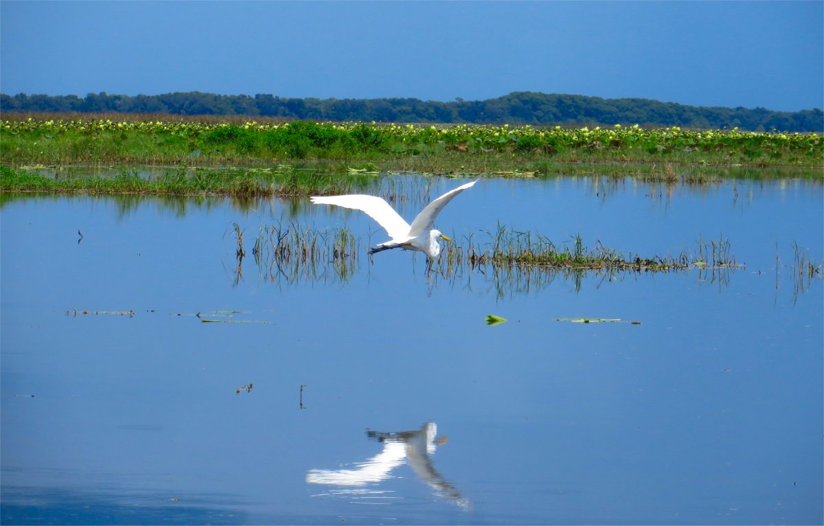 Everglades flying Egret