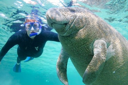Swimming with Manatee's