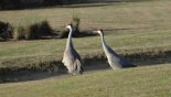 Sandhill cranes at Highlands Reserve from Highlands Reserve rental Villa direct from owner