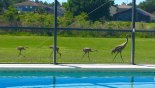 Villa rentals near Disney direct with owner, check out the Daily visits by the Sandhill cranes