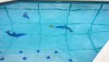 Villa rentals in Orlando, check out the Pool with dolphins at play